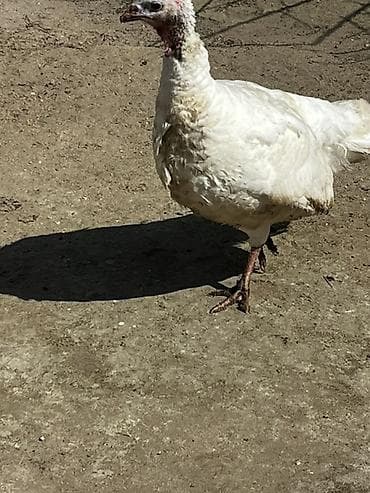 Digər heyvanlar: Ağ rəngli hind toyuğu (hind quşu) yumurtuyan 60 Azn obri 40Azn ünvan — 2