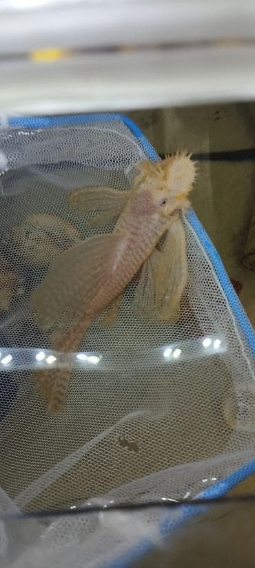 Məhsul: Akvarium üçün ancistrus (bristlenose pleco) balıqları – albino