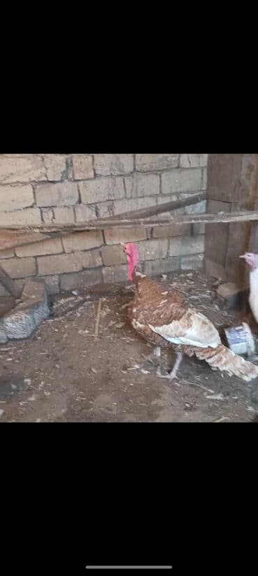 Dovşanlar: Erkək, Damazlıq — 2