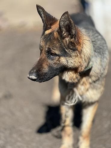 heyvan hekimi: Alman çoban iti, 10 ay, Dişi, Ünvandan götürmə — 3