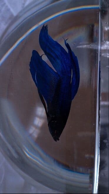 oskar balığı: Betta (Petuşok balığı), Sülhsevər — 1
