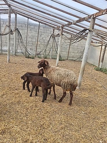 alman qurdu it: Dişi, Qala, il: 1, 50 kq, Damazlıq, Ünvandan götürmə — 4