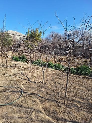 Kənd təsərrüfatı, Mülkiyyətçi, Kupça (Çıxarış)