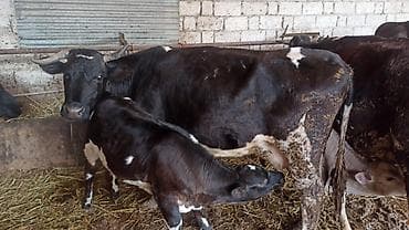 jersey inək satılır: Sağmal inək və buzov dəsti - Qara-ağ rəngli, sağmal inək - Yanında — 1