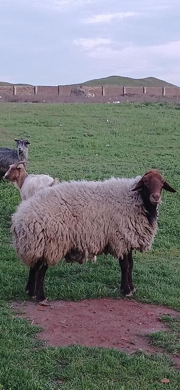 cins qoyunlar: Erkək, il: 3, Damazlıq — 1