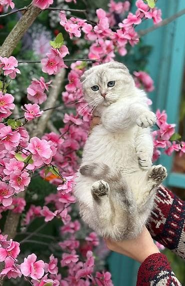 pişiy: Şotland yastı qulaq — 3