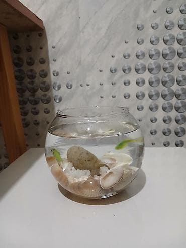 Pişiklər: Şüşə akvarium dekoru – mini balaca qlobus formalı akvarium baliglar 2 — 1