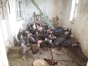 toyuq novləri: 31 ededi tam sağlam hryvanlardi şüvelandadi Təsvir: - Şəkillərdə iri — 2