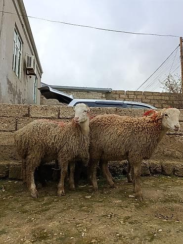 hinduska eti satilir: Sağlam Erkey quzulardi — 2