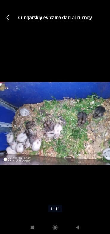 xamyak adlari: Xamyaklar cunqariklar ən mehriban aqresiyası olmayan insana uyuşan — 1