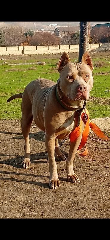 Pitbul, 2 il, Dişi, Peyvəndli