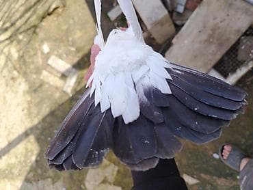 Heyvanlar üçün mallar: Salam qaraquyruq maya satilir qizgin mayadir qiymet 20manat unvan — 5