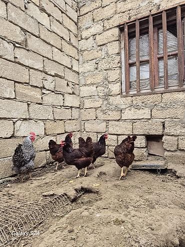 Кошки: Курица, Для яиц — 7