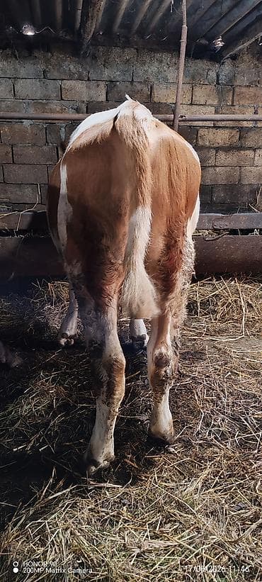 xudat heyvan satışı: 7 aylıq saf qan simmental erkək. Dana ətliyə satılmır təqribən 300 kq — 4