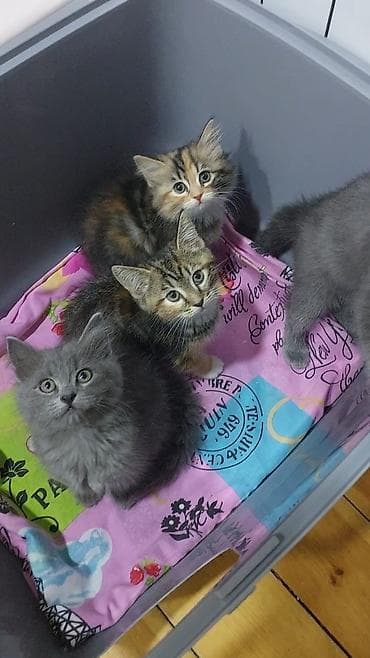 keçi dişi: Britan, Erkək, Dişi, Yaxşı əllərə, Ünvandan götürmə, Ödənişli çatdırılma — 4