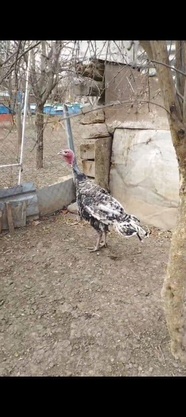 kend colpalari: Salam əlöyküm. Vidyoda Gördüyünüz 1 cüt Hinduşkalar satılır. Xoruz — 2