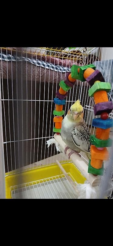 Karella erkək Tam ruçnoy əl quşudur. Xüsusiyyətlər: - Qəfəs: ağ metal