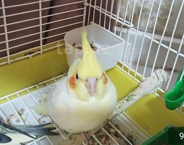 quş yuvasi: Nimfa (Cockatiel) tutuquşu - Növ: Nimfa (Nymphicus hollandicus) - — 1