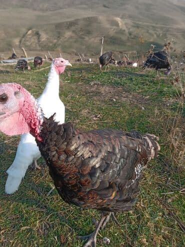 Məhsul: Hinduşka sürüsü Təsvir: - Şəkillərdə ağ və tünd — 7