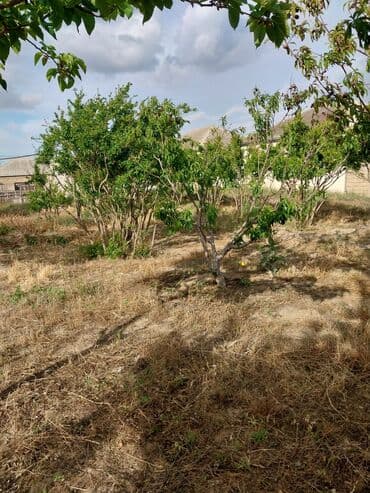 Kommersiya daşınmaz əmlakı: 23 sot, Biznes üçün, Mülkiyyətçi, Müqavilə — 3