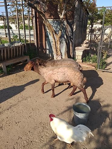 tap az qusar heyvanlar: Qurbanlığ və ya damazlığ qoclardı 1 il 7aylığdı ünvan Binə qəsəbəsində — 3