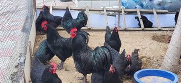 cins inekler azerbaycanda: Xoruz, il: 1, Ödənişli çatdırılma — 2