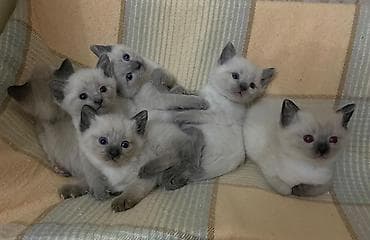 pulsuz pişik: Britan, Erkək, Dişi — 4