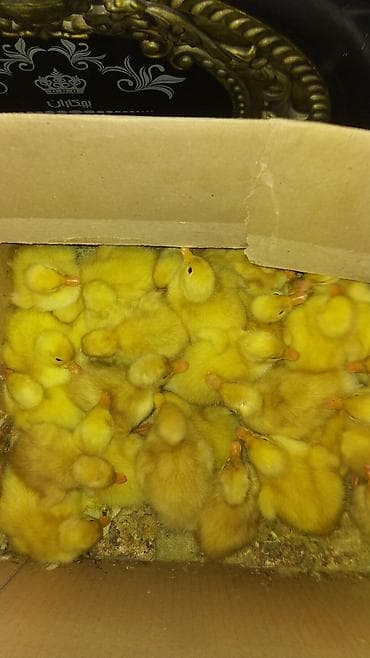 kuban ordəkləri: Satılır: ördək bala­ları 2 gunluk 2 azn 12 gunluk 3 azn, zeng vur — 2