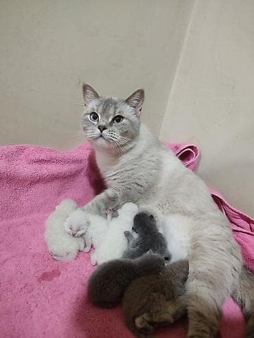 pişiy balası: Britan — 9