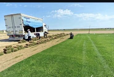 devedabani bitkisi: Rulon qazon – peşəkar şəkildə becərilmiş, sıx və vahid yaşıllıq — 4