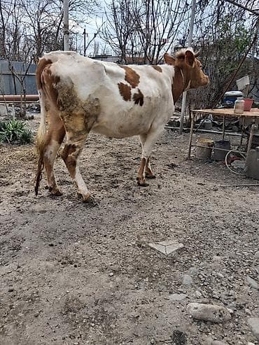 sud veren inek satilir: Dişi, Simental, il: 4, Südlük, Ünvandan götürmə — 3