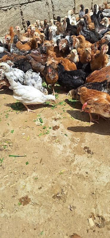 ataks cuceleri: Toyuq cücələri, Damazlıq — 10