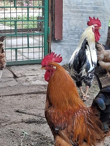 mal bazari 2020: Məhsul: Xoruz Təsvir: - Sağlam, aktiv xoruzlar, həyət şəraitində — 7