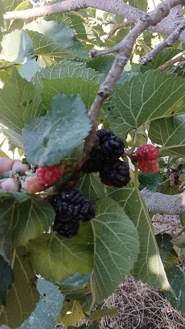 Məhsul: xartut (ağacdan təzə yığılmış) Təsvir: - Şəkillərdə — 1