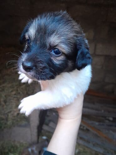 Zvonok, 1 ay, Dişi, Ünvandan götürmə