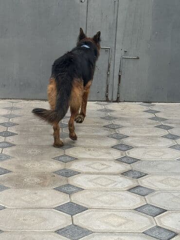 pomeranian dişi: Alman çoban iti, 1 il, Dişi — 6