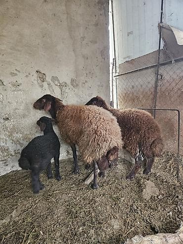 Mal-qara: Qoyun ailəsi - Növü: Yerli qaragül tipli qəhvəyi və qara lalafo.az -da Mal-qara: Qoyun ailəsi - Növü: Yerli qaragül tipli qəhvəyi və qara