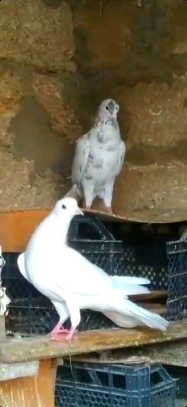 ZAZ: Göyərçinlər — 3