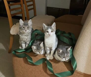 Dişi, Yaxşı əllərə lalafo.az -da Dişi, Yaxşı əllərə