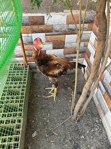 koko spaniel: Heyratı xoruz cavan heyvandır yeni yeni üz alır tam sağlamdır əlavə — 2
