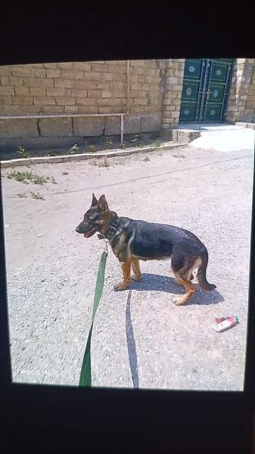 sibir avcarkasi: Alman çoban iti — 1