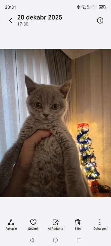 pisik latok: Britan, Erkək, Yaxşı əllərə, Ödənişli çatdırılma — 2