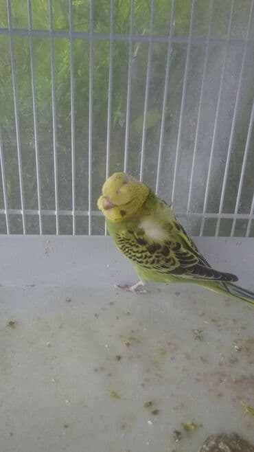 попугай ара цена: Попугаи — 4