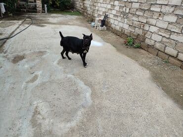 кане корсо цена: Kane-Korso, 1 ay, Sənədli, Ünvandan götürmə, Pulsuz çatdırılma, Ödənişli çatdırılma — 6