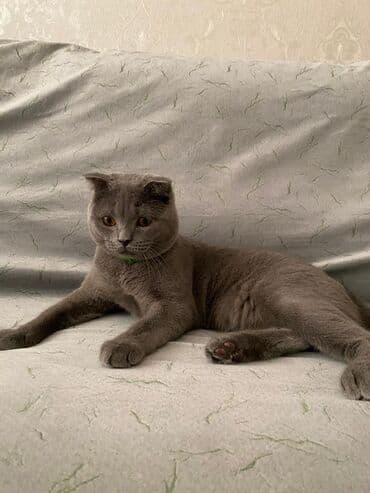 maraqli pişik adları: Şotland yastı qulaq, Yaxşı əllərə — 5