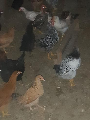 kənd cücəsi: Toyuq cücələri, Ətlik — 5