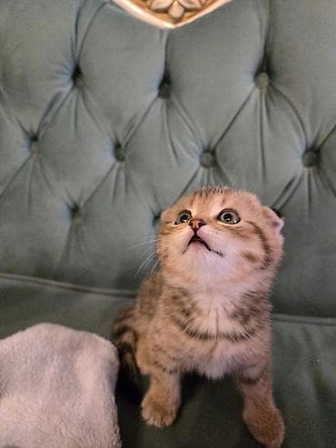 Şotland yastı qulaq, Erkək, Dişi, Yaxşı əllərə, Ünvandan götürmə, Pulsuz çatdırılma, Ödənişli çatdırılma