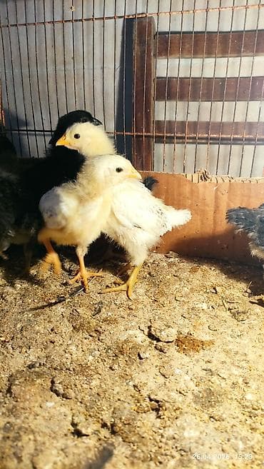 1 ayliq cuce satisi: Damazlıq — 4