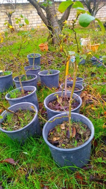 cehizlik sufreler instagram: Flammentanz sarmaşıq qızılgül sortu - Növ: Sarmaşıq (climbing) — 3