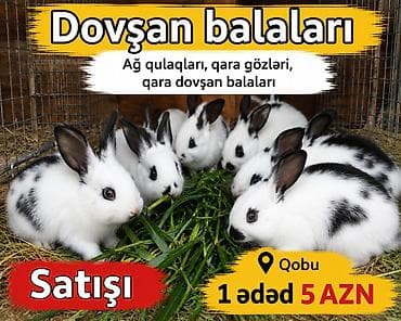 ari ailesi satisi: Dovşan balaları Hədiyyəlik və damazlıq üçün İdeal canlılardi Bakıda — 1